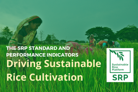 Driving Sustainable Rice Cultivation: SRP Certification
