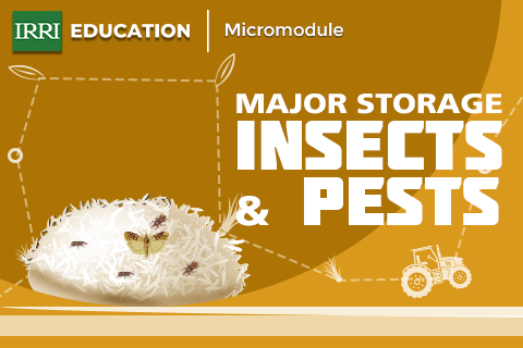 Major Storage Pests in Rice