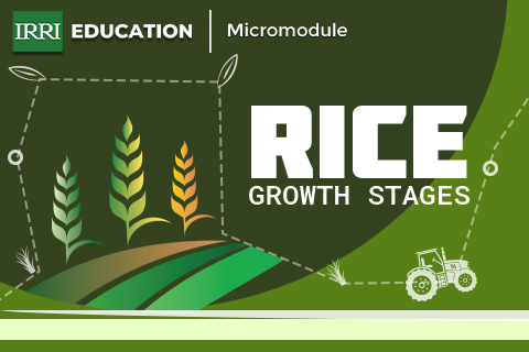 Rice Growth Stages
