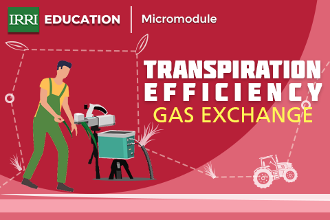 Transpiration Efficiency (Gas Exchange)