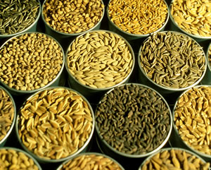 How to select rice varieties