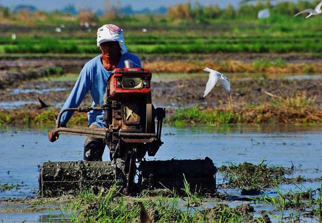 How to prepare the rice field for planting