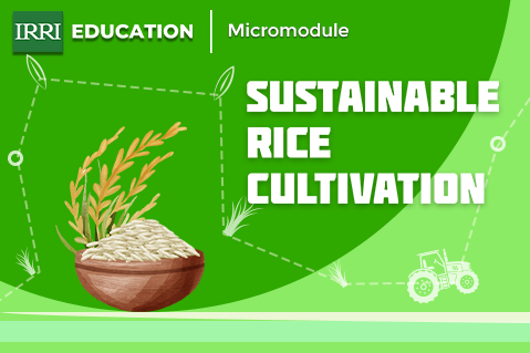 Sustainable Rice Cultivation Micromodule