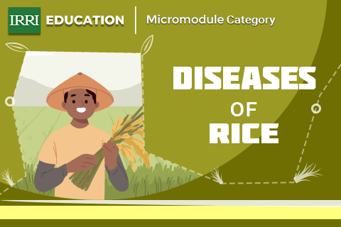 Diseases of Rice