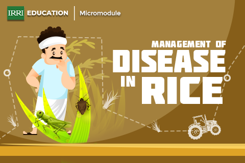 Management of Disease in Rice