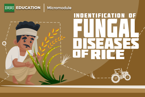 Identification of Fungal Diseases of Rice