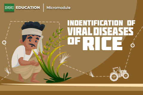 Identification of Viral Diseases of Rice
