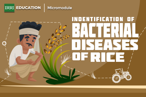 Identification of Bacterial Diseases of Rice