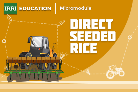 Direct Seeded Rice Overview Micromodule