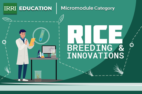 Rice Breeding Innovations