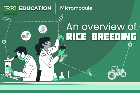 Rice Breeding: An Overview Micromodule