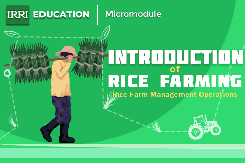 Rice Farm Management (An Overview)